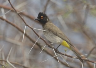 African Red-eyed Bulbul (Pycnonotus nigricans), Kunene, Namibia