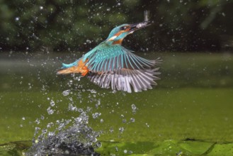 Common Kingfisher (Alcedo atthis) male fishing, Lower Saxony, Germany