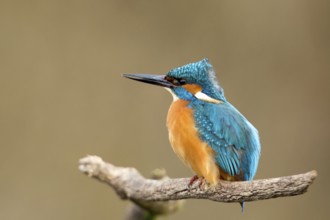 Common Kingfisher (Alcedo atthis) male perched on a branch, Alsace, France