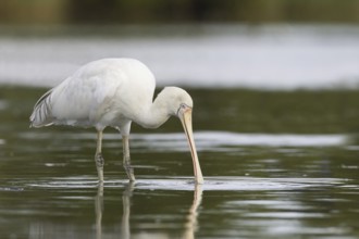 Yellow-billed Spoonbill (Platalea flavipes), Victoria, Australia