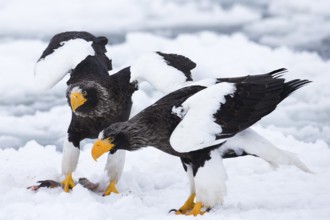 Steller's Sea Eagle (Haliaeetus pelagicus) on snow, Hokkaido, Japan