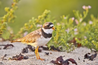 Common Ringed Plover (Charadrius hiaticula) calling, Schleswig-Holstein, Germany