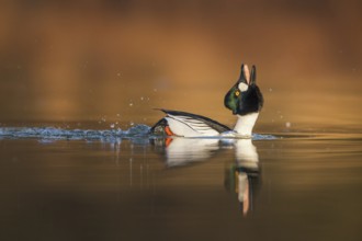 Common Goldeneye (Bucephala clangula) male displaying, Saxony-Anhalt, Germany