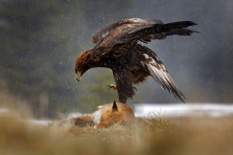 Golden Eagle feeding on kill Red Fox in the forest during rain and snowfall. Bird behaviour in the