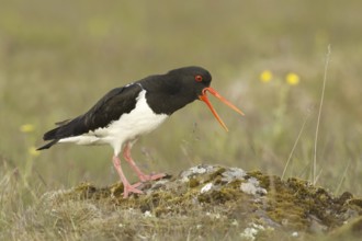 Eurasian Oystercatcher (Haematopus ostralegus), Iceland