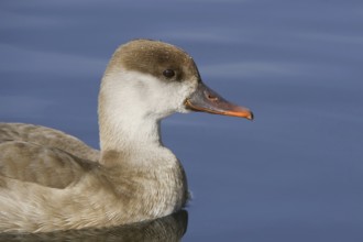 Red-crested Pochard (Netta rufina) female, Bavaria, Germany