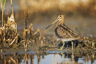 Common Snipe (Gallinago gallinago) foraging, Burgenland, Austria