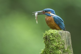 Common Kingfisher (Alcedo atthis) with fish in beak, Lower Saxony, Germany