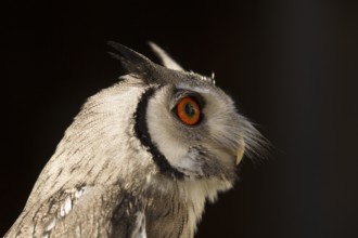 Southern White-faced Owl (Ptilopsis granti) captive, Germany