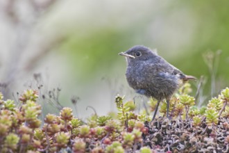 Black Redstart (Phoenicurus ochruros) juvenile, Bavaria, Germany