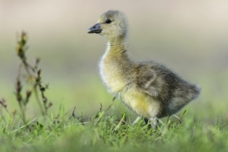 Greylag Goose (Anser anser) chick, Lower Saxony, Germany