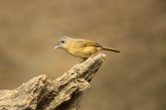 Brown-cheeked Fulvetta (Alcippe poioicephala), Yunnan, China