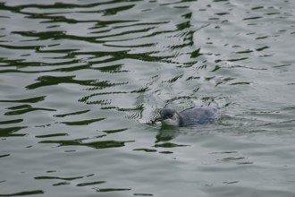 Little Penguin (Eudyptula minor), Stewart Island, New Zealand