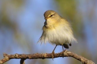 Willow Warbler (Phylloscopus trochilus) perched on a branch, Texel, Netherlands