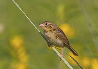 Henslow's Sparrow (Ammodramus henslowii) juvenile, Ohio, USA