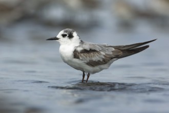 White-winged Tern (Chlidonias leucopterus), Victoria, Australia