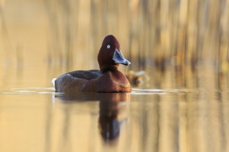 Ferruginous Duck (Aythya nyroca) male, Krk, Croatia