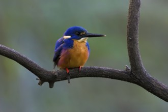 Azure Kingfisher (Ceyx azureus) perched on a branch, Victoria, Australia