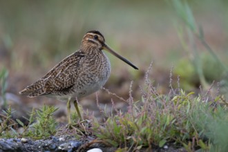 Common Snipe (Gallinago gallinago) foraging, Mecklenburg-Western Pomerania, Germany