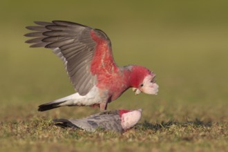 Galah (Eolophus roseicapilla), Victoria, Australia