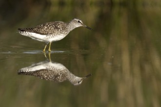 Wood Sandpiper (Tringa glareola), Castile-La Mancha, Spain