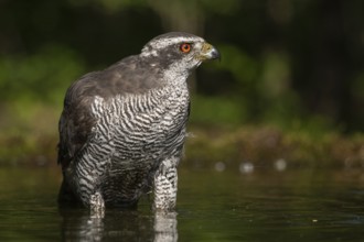 Northern Goshawk (Accipiter gentilis) at a waterhole, Subotica, Serbia