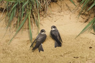 Sand Martin (Riparia riparia), North Rhine-Westphalia, Germany