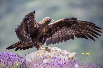Golden Eagle (Aquila chrysaetos) perched on a rock, Madrid, Spain