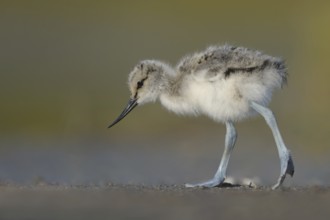 Pied Avocet (Recurvirostra avosetta) juvenile