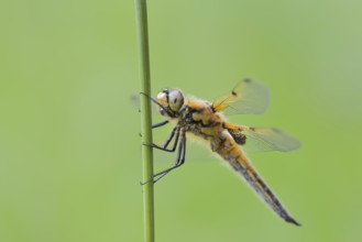 Four-spotted dragonfly (Libellula quadrimaculata), female, North Rhine-Westphalia, Germany