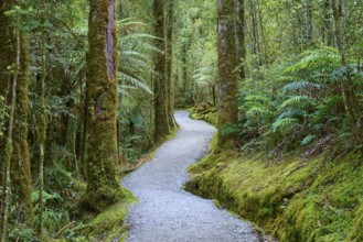 A narrow, moss-lined path winds through a dense forest of ferns and tall trees, summer, Lake