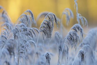 Reed (Phragmites australis), Germany
