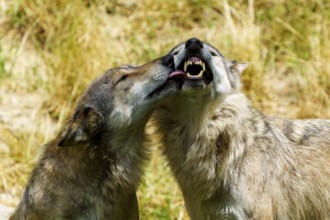 Two wolves making a tender gesture in a sunlit clearing, Timberwolf, wolf, American wolf, (Canis