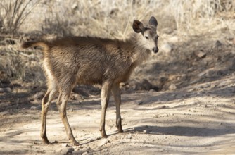 Sambar or sambar deer or horse deer (Cervus unicolor or Rusa unicolor) young animal on a sandy