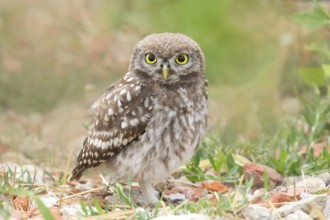 Little owl (Athene noctua) young bird standing on the ground, endangered bird species in Central