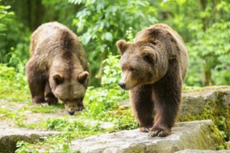 Brown bears (Ursus arctos) standing on a rock, Bavaria, Germany
