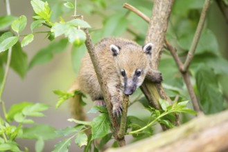 South American coati (Nasua nasua) youngster klimbing a little tree, captive, Zoo Augsburg