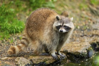 Common raccoon (Procyon lotor) on the edge of a little lake, Bavaria, Germany