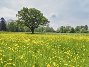 English oak (Quercus robur), in meadow of flowering buttercup, Freiamt, Canton Aargau, Switzerland