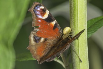A peacock butterfly (Inachis io) with damaged wings being sucked out by a Goldenrod crab spider
