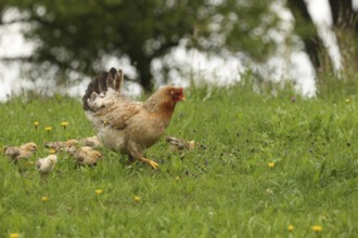 Domestic chicken with a few days old young ones looking for food in a meadow, free-range, organic