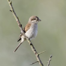 Red-backed shrike (Lanius collurio), adult female, sitting calmly and relaxed on a thorny branch in
