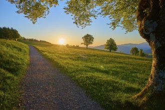 A hiking trail winds through a meadow at sunrise, trees in the background, spring, Schauinsland,