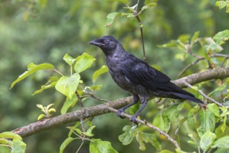 Jackdaw or Eurasian Jackdaw (Corvus monedula), sitting on a branch, Limbach, Burgenland, Austria