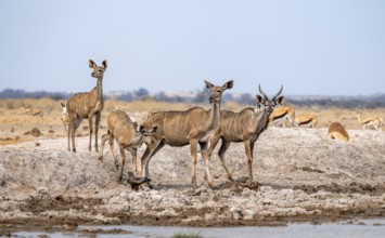 Greater kudu (Tragelaphus strepsiceros), group, drinking at waterhole, Nxai Pan National Park,
