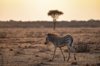 Plains zebra (Equus quagga), young animal, in dry savannah, in the evening light, Kruger National