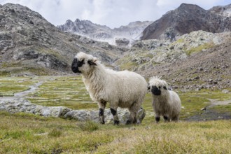 Two Valais Blacknose sheep (Ovis gmelini aries), high alpine mountain valley, Obere Senner Egete,