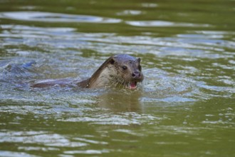 European otter (Lutra lutra), swimming with open mouth in water, Germany