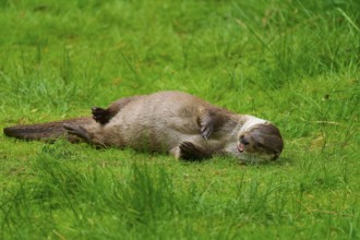 European otter (Lutra lutra), lying on its side in the grass with a relaxed expression in a natural