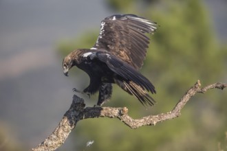 Iberian Eagle (Aquila adalberti), Spanish imperial eagle, Extremadura, Castilla La Mancha, Spain